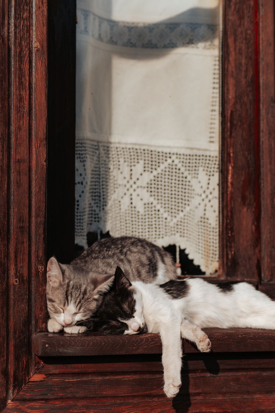陽だまりで寄り添って眠る猫たち