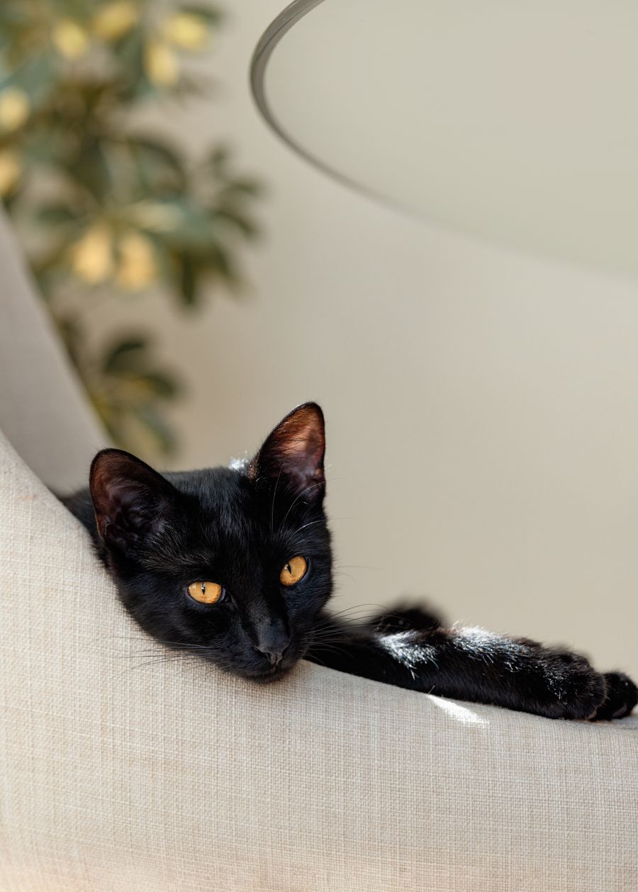 黒猫のくろ