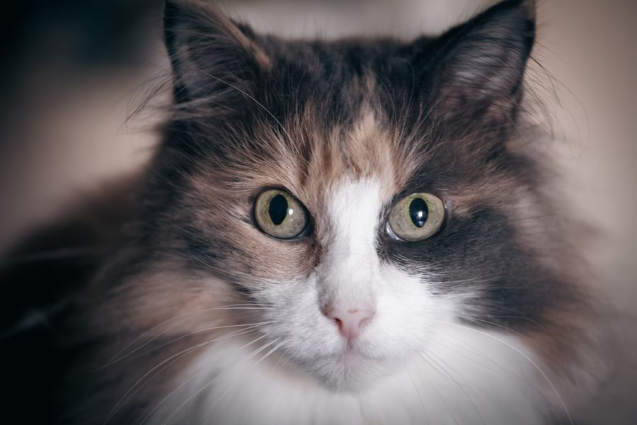 三毛猫のみけ