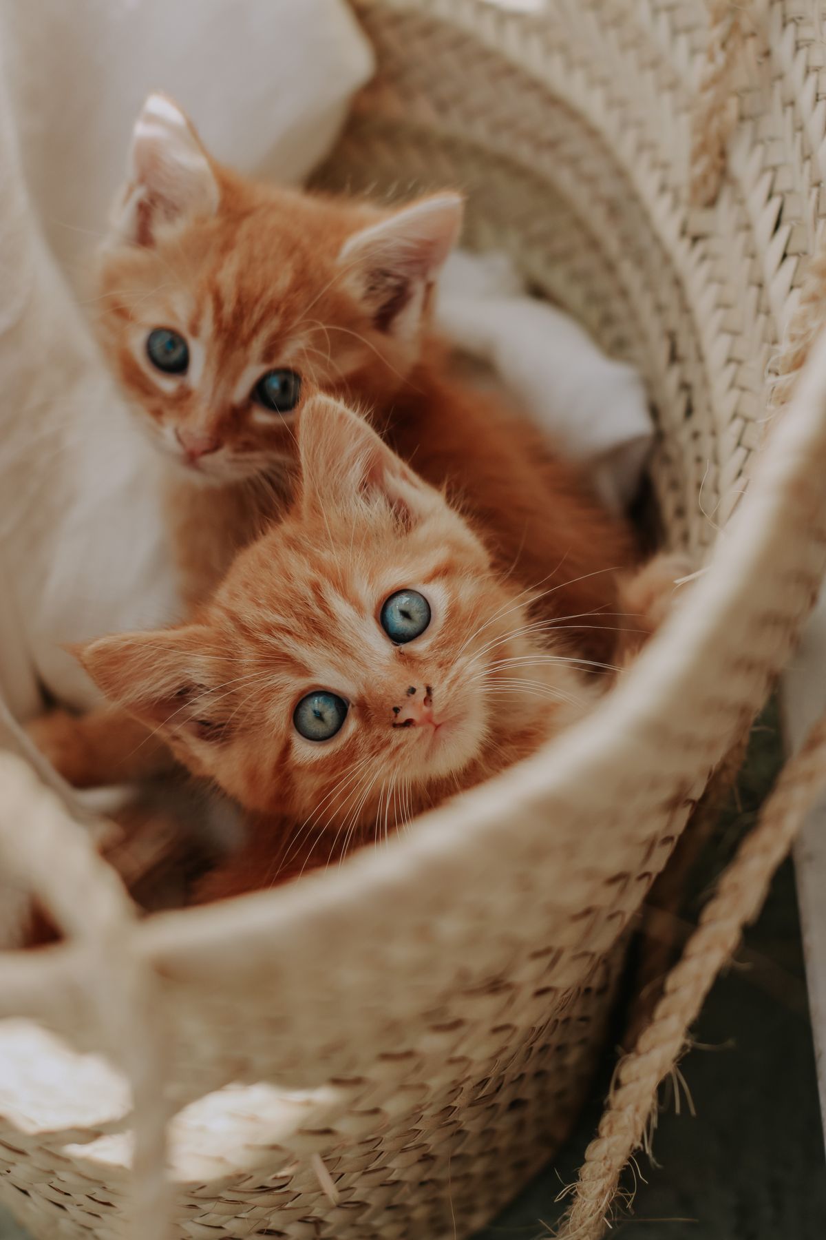 かごの中でくつろぐ子猫たち